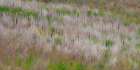 USA-Washington State-Palouse grass fields that were not being farmed Art Print